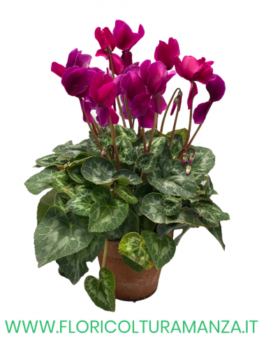 CICLAMINO SAN REMO VASO COTTO  16