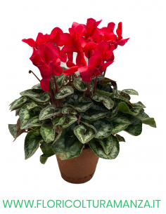 CICLAMINO SAN REMO VASO COTTO  16 2