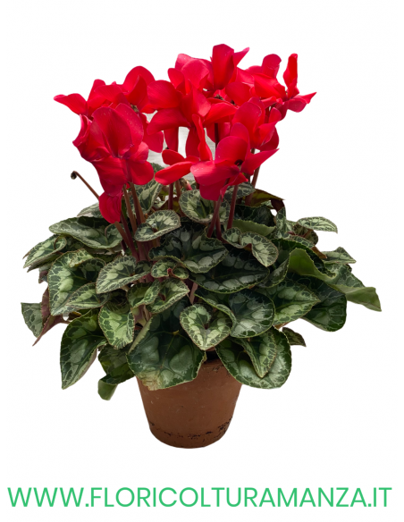 CICLAMINO SAN REMO VASO COTTO  16