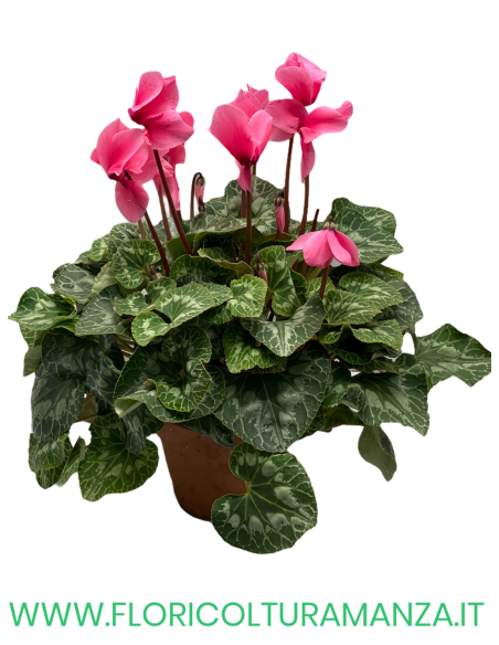 CICLAMINO SAN REMO VASO COTTO  16
