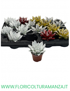 ECHEVERIA VASO 8