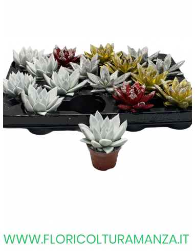 ECHEVERIA VASO 8