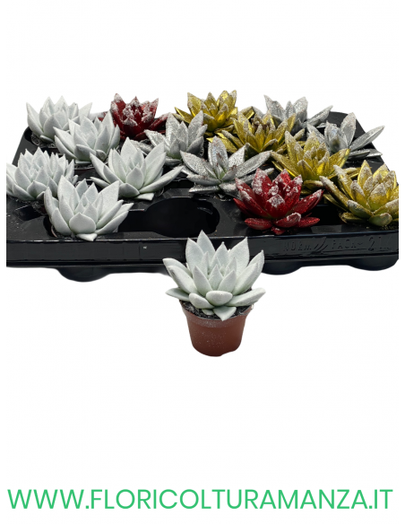 ECHEVERIA VASO 8