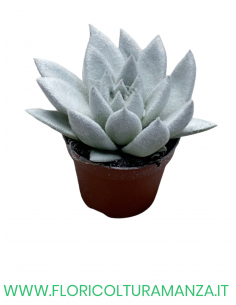 ECHEVERIA VASO 8 2
