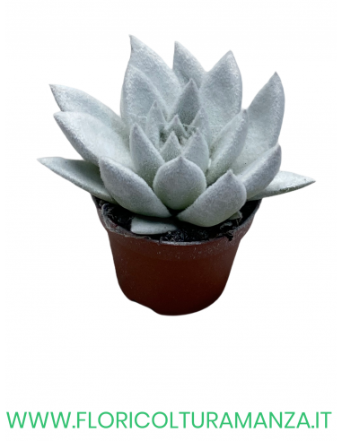 ECHEVERIA VASO 8