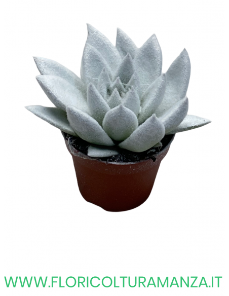 ECHEVERIA VASO 8