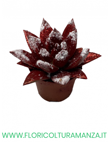 ECHEVERIA VASO 8
