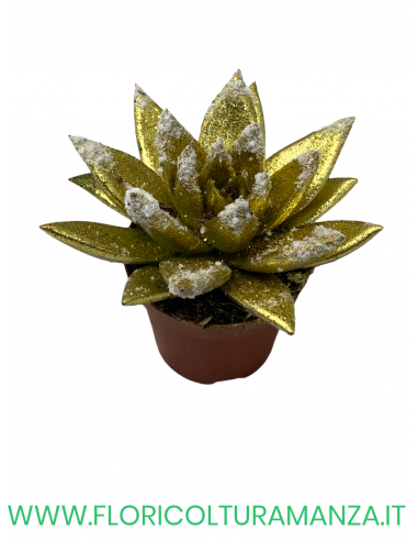 ECHEVERIA VASO 8