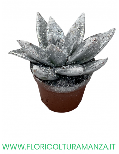 ECHEVERIA VASO 8
