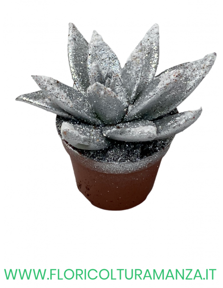 ECHEVERIA VASO 8