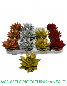 ECHEVERIA VASO 10