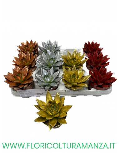 ECHEVERIA VASO 10