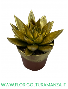 ECHEVERIA VASO 10 2