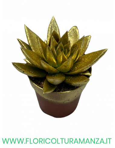 ECHEVERIA VASO 10