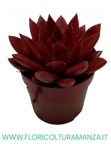 ECHEVERIA VASO 10