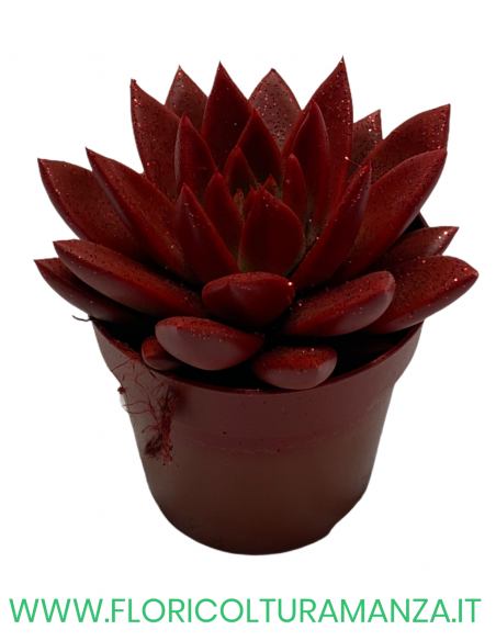 ECHEVERIA VASO 10
