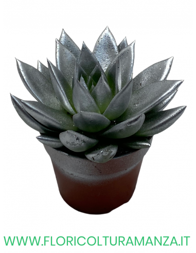 ECHEVERIA VASO 10