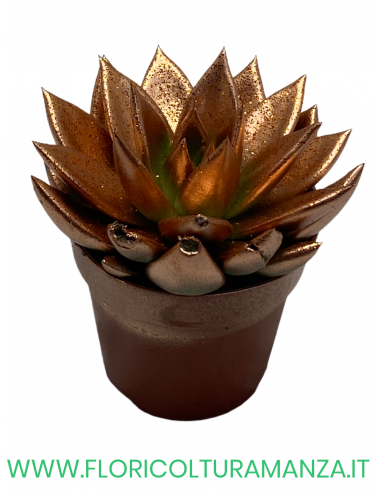 ECHEVERIA VASO 10