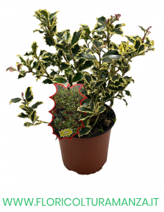 ILEX AQUIFOLIUM VARIEGATO VASO 17