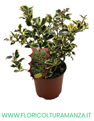 ILEX AQUIFOLIUM VARIEGATO VASO 17