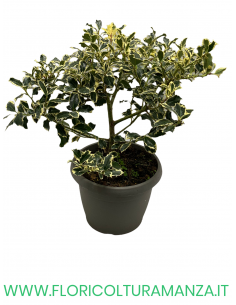 ILEX AQUIFOLIUM VARIEGATO VASO 25