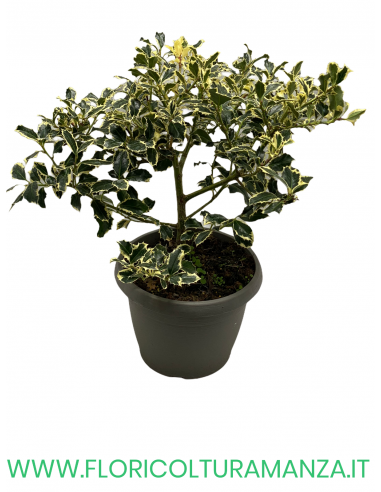 ILEX AQUIFOLIUM VARIEGATO VASO 25