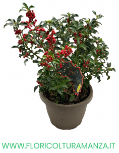 ILEX AQUIFOLIUM ‘ALASKA’ VASO 15
