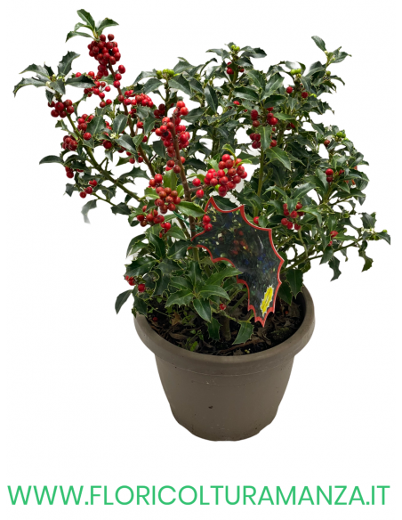 ILEX AQUIFOLIUM ‘ALASKA’ VASO 15