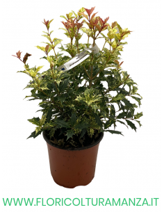 OSMANTHUS HETEROPHYLLUS  TRICOLOUR VASO 17