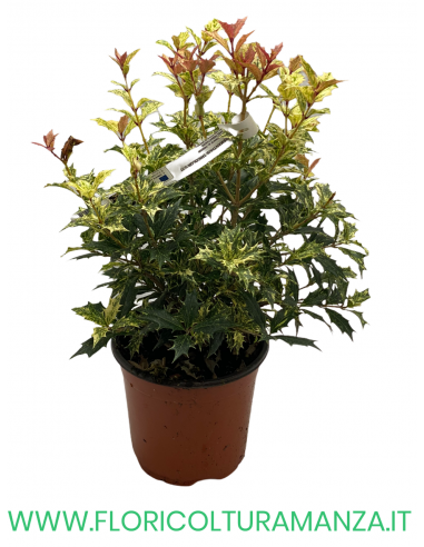 OSMANTHUS HETEROPHYLLUS  TRICOLOUR VASO 17