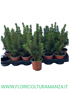PICEA VASO 10