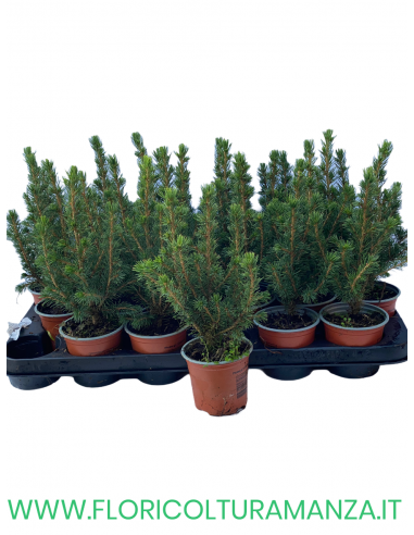 PICEA VASO 10