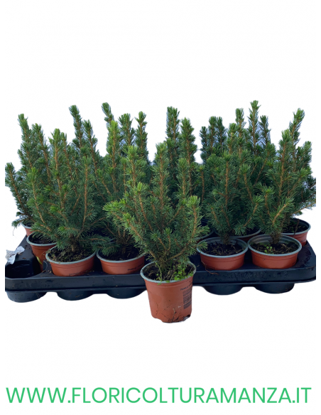 PICEA VASO 10