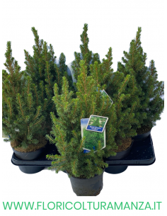 PICEA VASO 12