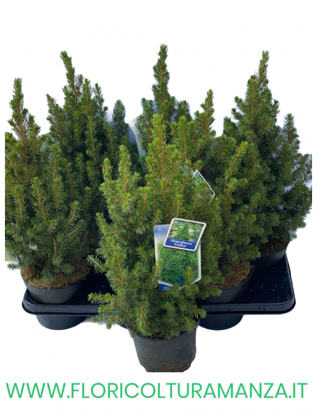 PICEA VASO 12