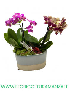 2 ORCHIDEE CON VASO IN CERAMICA