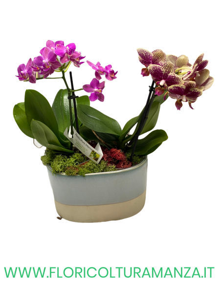 2 ORCHIDEE CON VASO IN CERAMICA