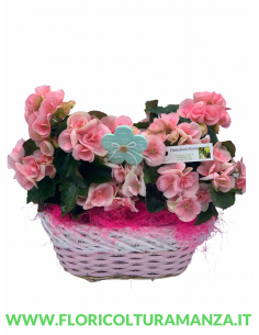 CESTINO PRIMAVERA