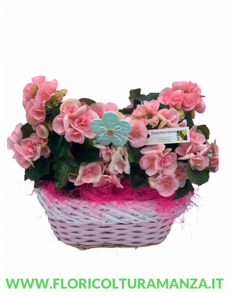 CESTINO PRIMAVERA