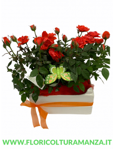 COMPOSIZIONE DI ROSELLINE