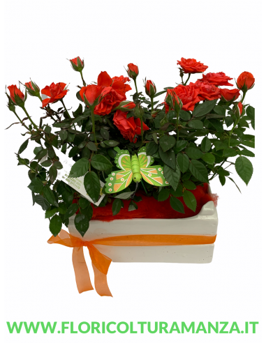 COMPOSIZIONE DI ROSELLINE