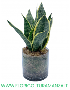 SANSEVIERIA CON VASO IN VETRO