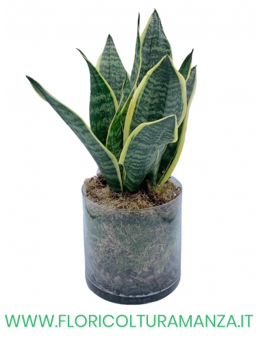 SANSEVIERIA CON VASO IN VETRO