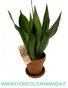 SANSEVIERIA CON VASO IN COTTO