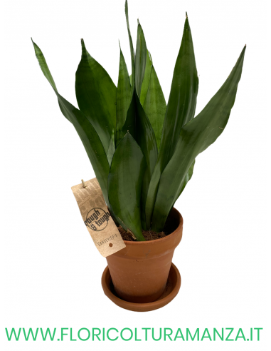 SANSEVIERIA CON VASO IN COTTO