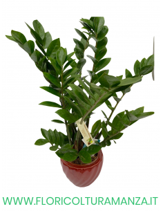 ZAMIOCULCAS IN VASO