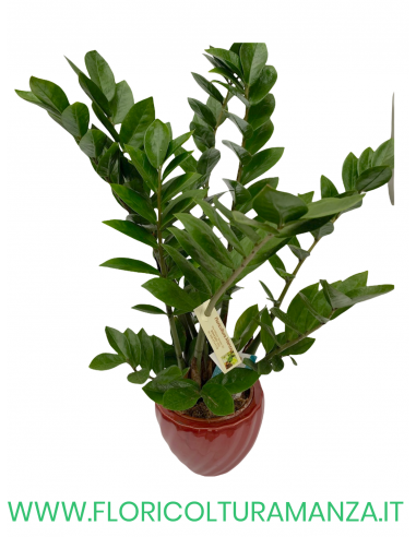 ZAMIOCULCAS IN VASO