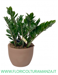 ZAMIOCULCAS IN VASO