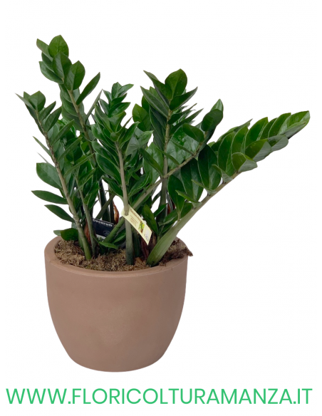 ZAMIOCULCAS IN VASO