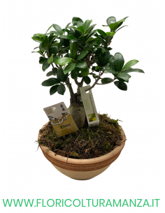 FICUS BONSAI GINSENG VASO IN COTTO